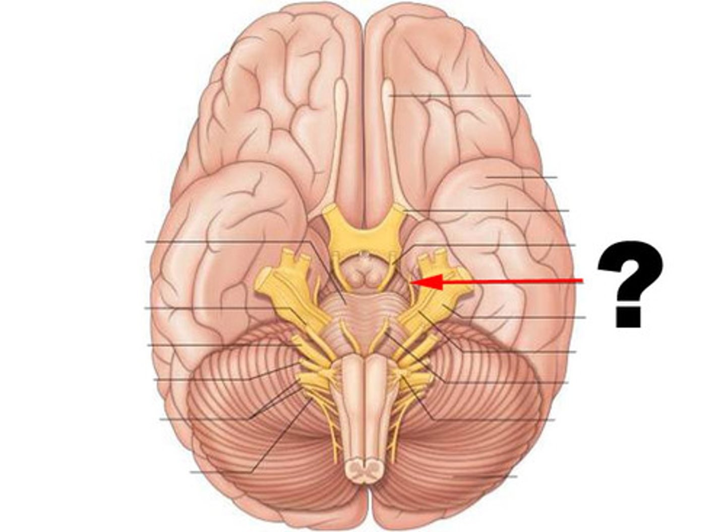 <p>function: primarily motor<br>testing: eyeball movement</p>