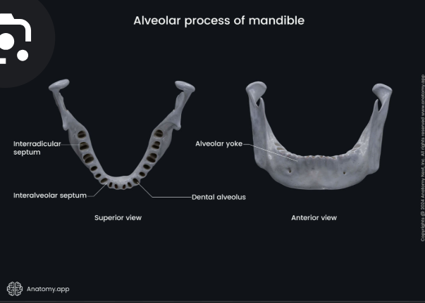 <p>Alveolar yolk</p>