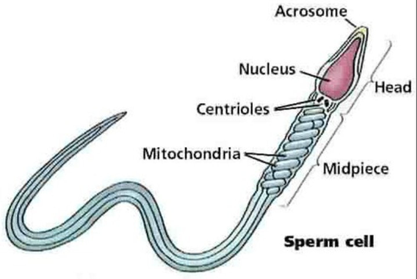<p>Male gametes that determine baby's sex.</p>