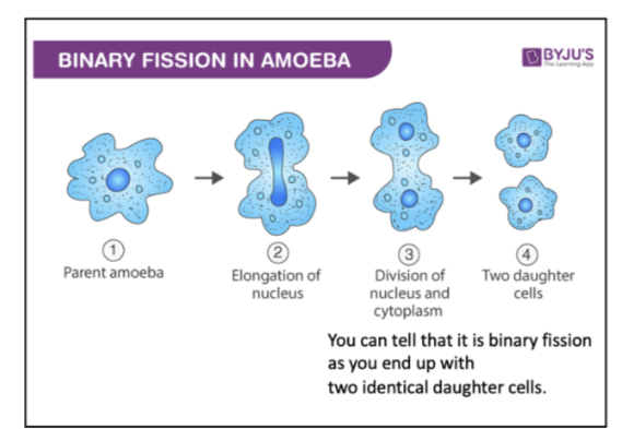 <p>Asexual Reproduction</p><p>Protists: Eukaryotic, single cell organisms which do not</p><p>classify as animals, plants or fungi. e.g. Amoeba</p><p>● Reproduce either by binary fission (like bacteria) or</p><p>budding (like fungi) depending on the species</p><p></p>