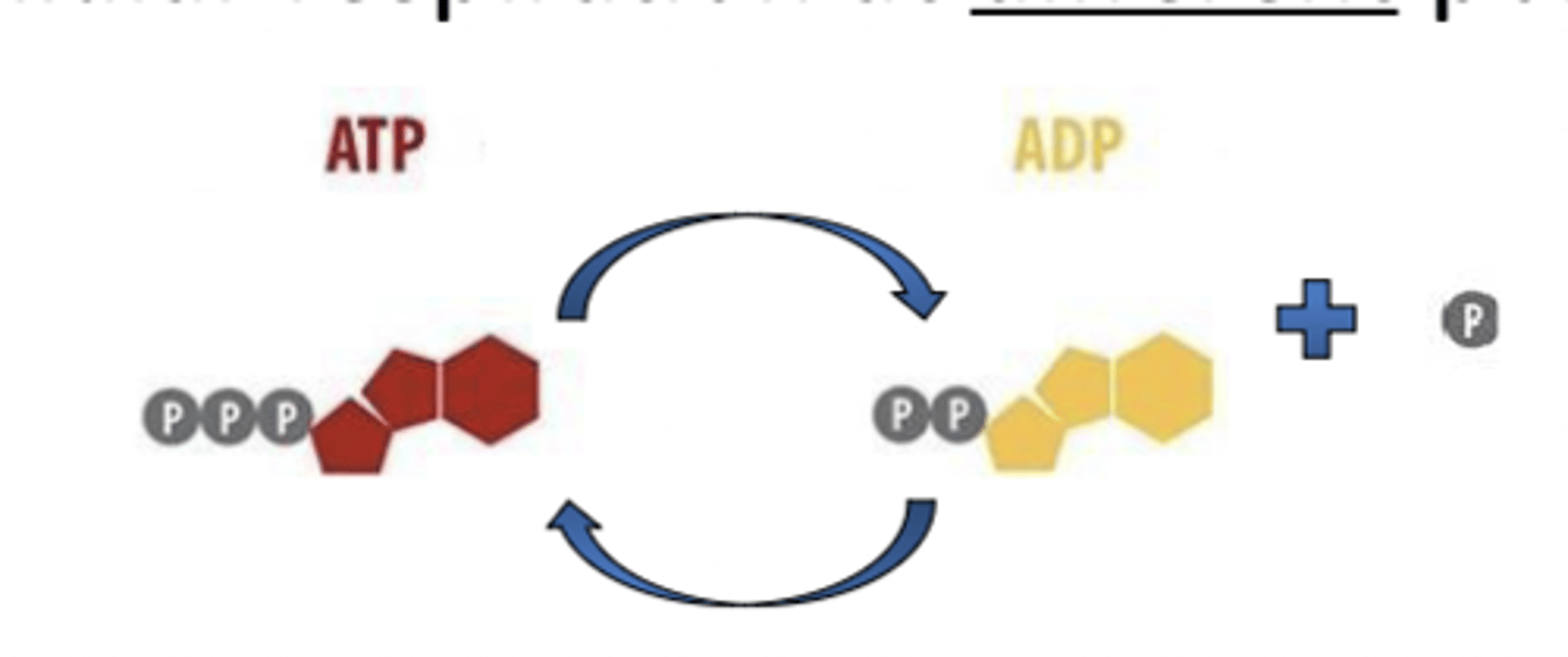 <p>Energy used from carbon fuels to power ___ regeneration</p>