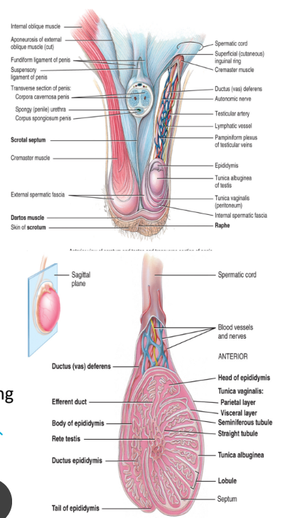 <ul><li><p>skin and connective tissue</p></li><li><p>comprised of two layers</p><ol><li><p>the tunica vaginalis</p><ul><li><p>the outer covering of the scrotum</p></li><li><p>a serous membrane (peritoneum)</p></li></ul></li><li><p>the tunica albuginea</p><ul><li><p>comprises the inner capsule of the scrotum</p></li><li><p>extends toward the inside of the testicles dividing into 250-300 lobules (segregates compartments)</p></li><li><p>each lobule contains</p><ul><li><p>seminiferous tubules (sperm reproduced, mitotic division)</p></li><li><p><strong>Leydig cell</strong>s (also called interstitial cells) floating between</p></li></ul></li></ul></li></ol></li></ul><p></p>