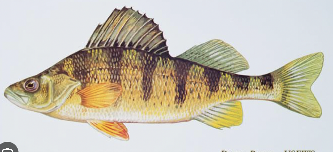 <p>percidae</p>