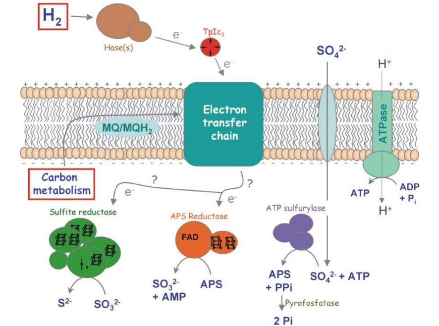 <p><span style="background-color: transparent;">What is the electron receptor here?</span></p>