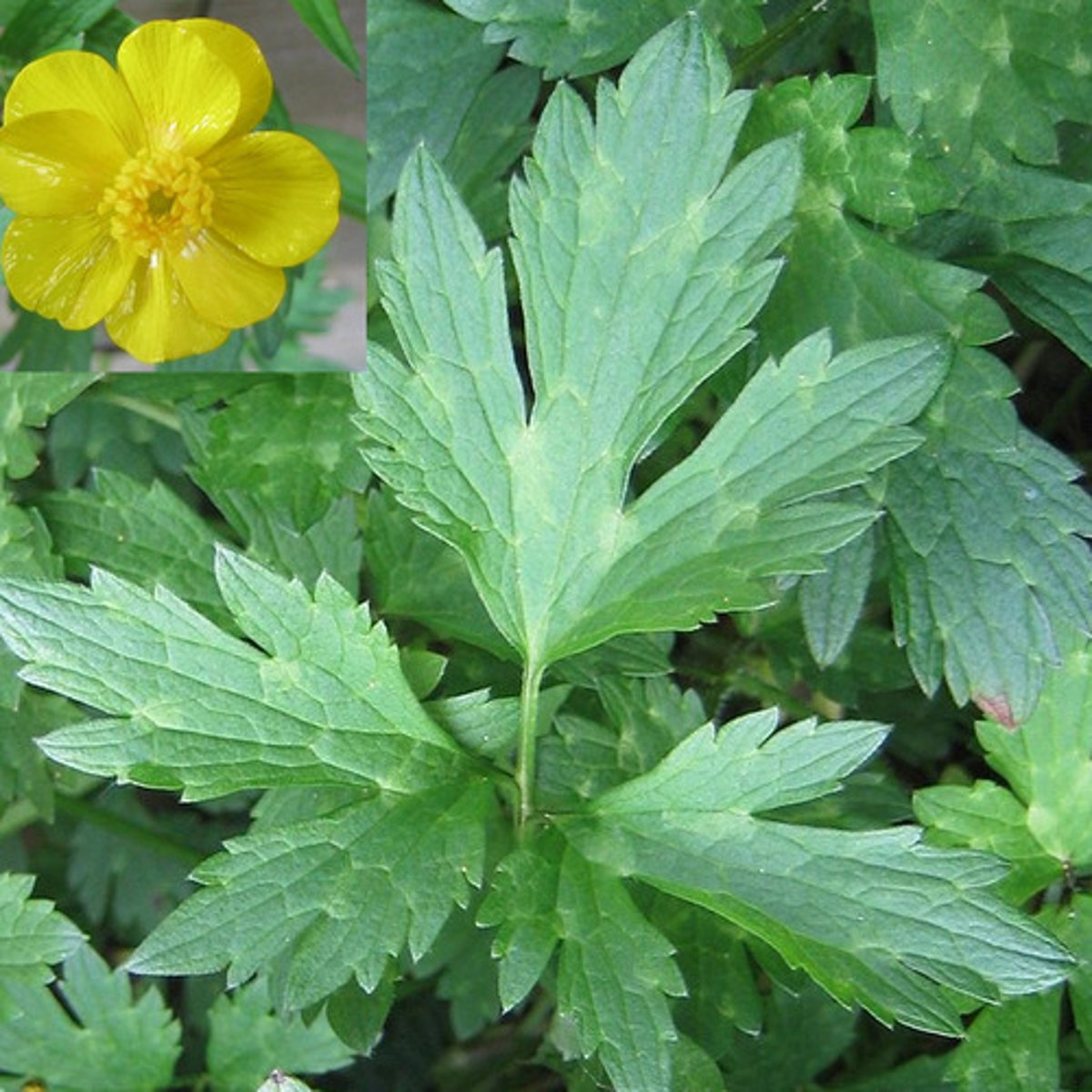 <p>Kruipende boterbloem</p>