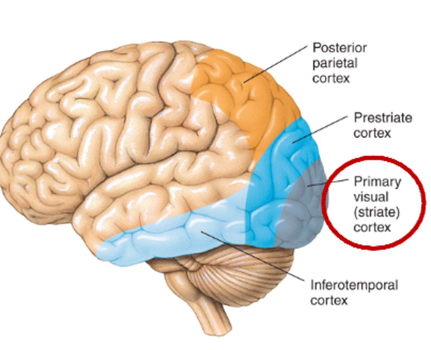 <p>It is deep in posterior region of the occipital lobe</p>
