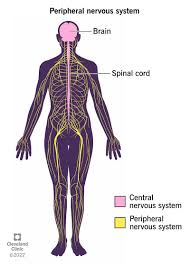 <p><span><span>relays messages from the central nervous system</span></span><br><span><span>to the rest of the body and includes the autonomic and somatic nervous systems.</span></span></p>