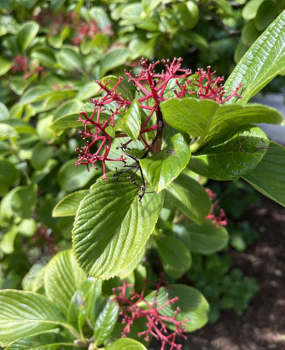 <p>teeth/top smooth/bottom, red infructescence, medium green</p>