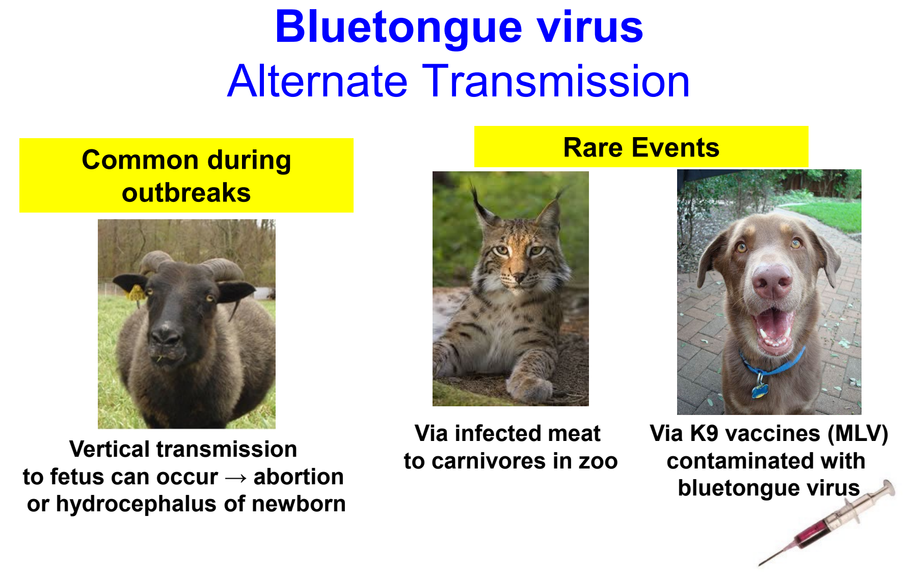 <ul><li><p><strong>vertical transmission</strong> to fetus can occur → abortion or hydrocephalus of newborn (common during outbreaks)</p></li><li><p>rare events:</p><ul><li><p>via infected meat to carnivores in zoo</p></li><li><p>via contaminated canine vaccines</p></li></ul></li></ul><p></p>