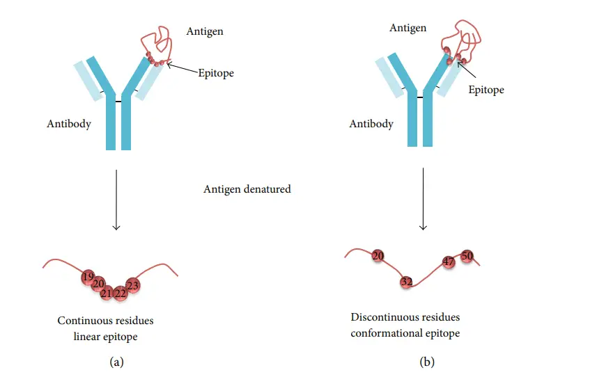 <ul><li><p>An epitope is <strong><em>the <mark data-color="red" style="background-color: red; color: inherit">part of an antigen that the host's immune system recognizes</mark></em></strong>, eliciting the immune response to an invading pathogen.</p></li><li><p><mark data-color="yellow" style="background-color: yellow; color: inherit">Epitopes are </mark><strong><mark data-color="yellow" style="background-color: yellow; color: inherit">individual variable regions on antigens, determined by amino acid sequences, targeted by antibodies</mark></strong></p></li><li><p>Vaccines can target multiple epitopes for a robust immune response.</p></li></ul><p></p>