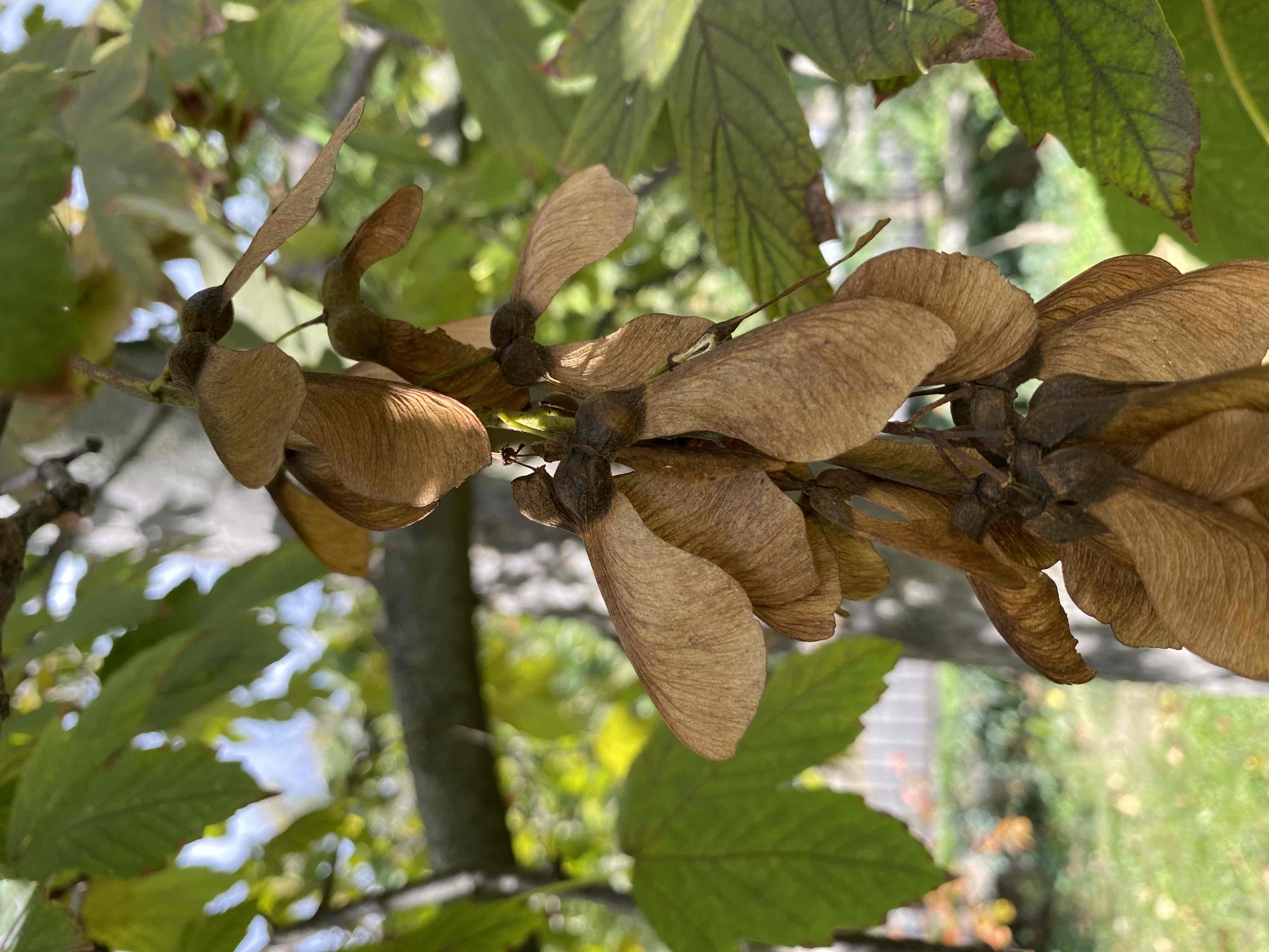 <p>Acer pseudoplatanus</p>