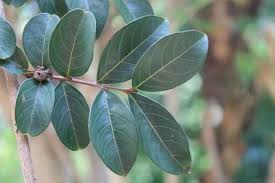 <p><span>Lagerstroemia indica cv. / Crape Myrtle</span></p>