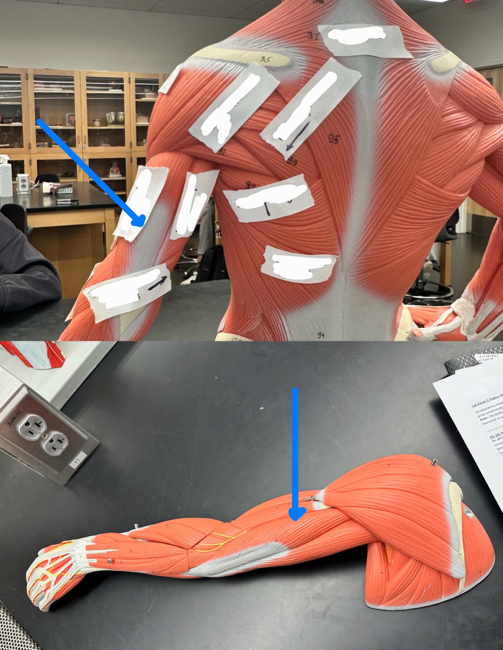 <p>ID muscle</p>