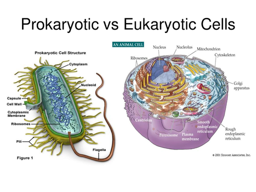 <p>Prokaryotes do not have a true membrane-bound nucleus while Eukaryotes have a membrane-bound nucleus</p>