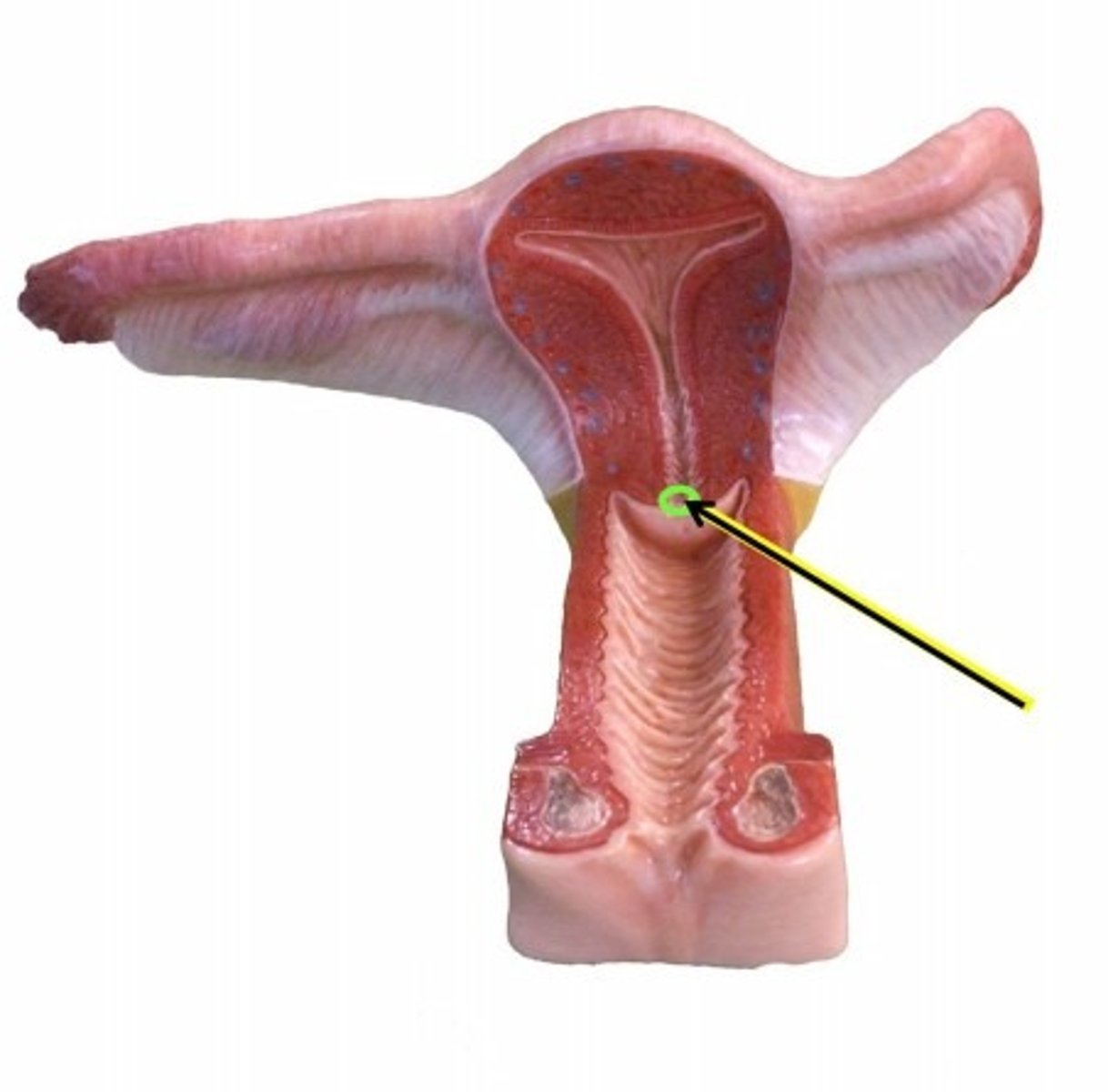 knowt flashcard image