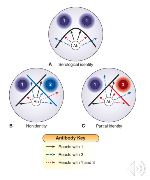 <p>Labor intensive and need experience to read, but still used to identify some fungal antigens</p>