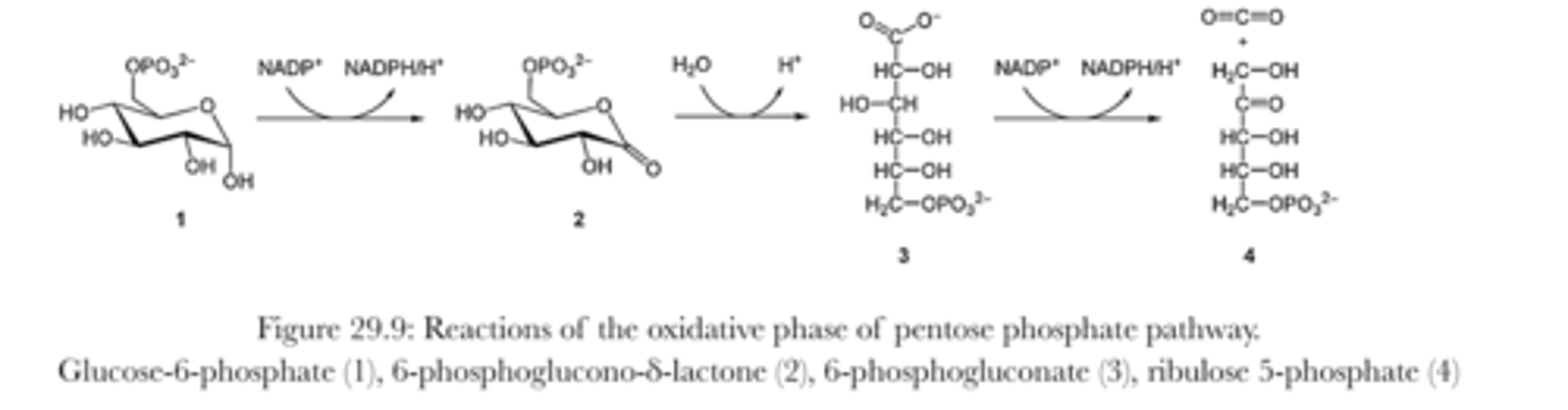 <p>- two NADP+ are reduced to NADPH, while G^P is oxidized to produce ribulose 5 phosphate and a carbon dioxide</p><p>- 1st molecule of NADPH produced while G-6-P is oxidized to 6-phosphogluno- 𝛿-lactone (this is catalyzed by G-6-P dehydrogenase)</p><p>- the 2nd NADPH is synthesized during the conversion of 6-phosphogluconate to ribulose-5-phosphate</p>