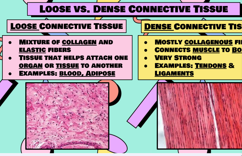 <p>Loose vs Dense Connective tissue</p>