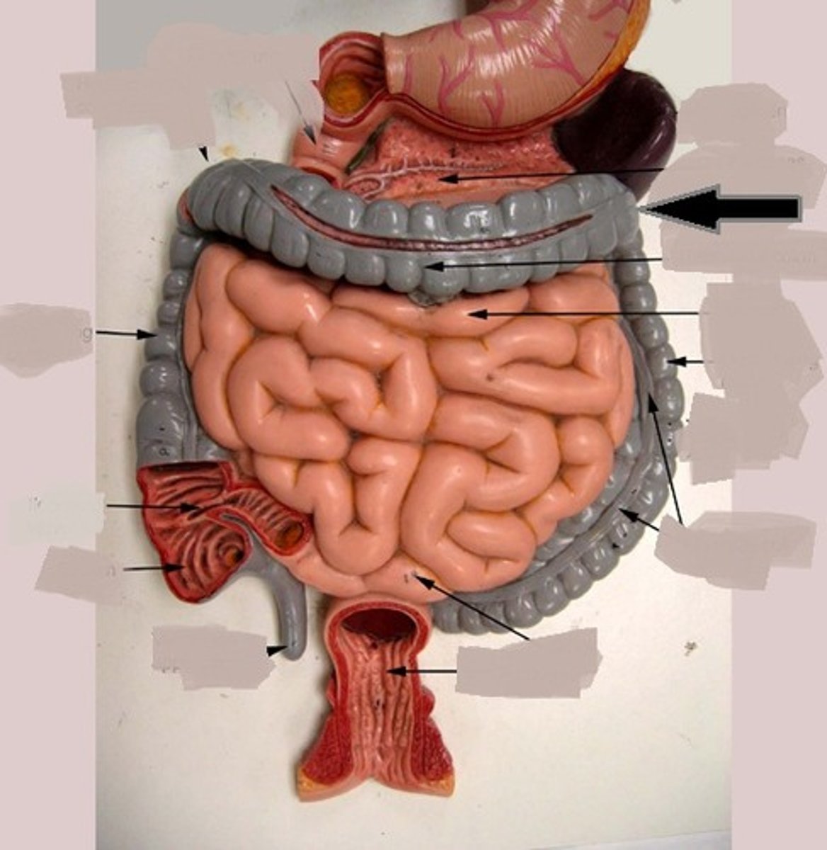 <p>What is this body feature?</p>