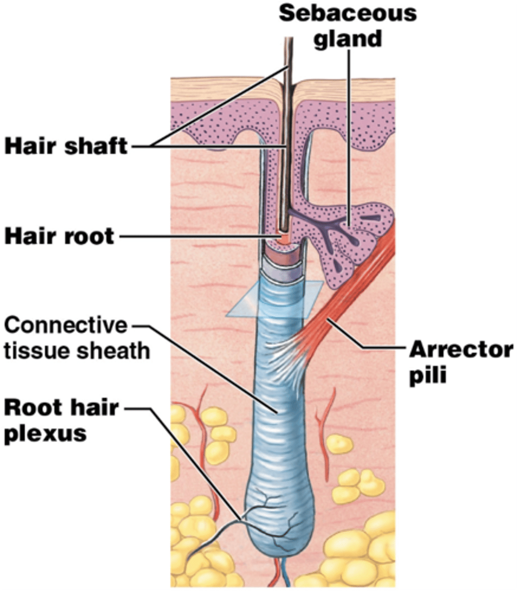 <p>1. Shaft: area that extends above scalp, where keratinization is complete</p><p>2. area within scalp, where keratinization is still ongoing</p>