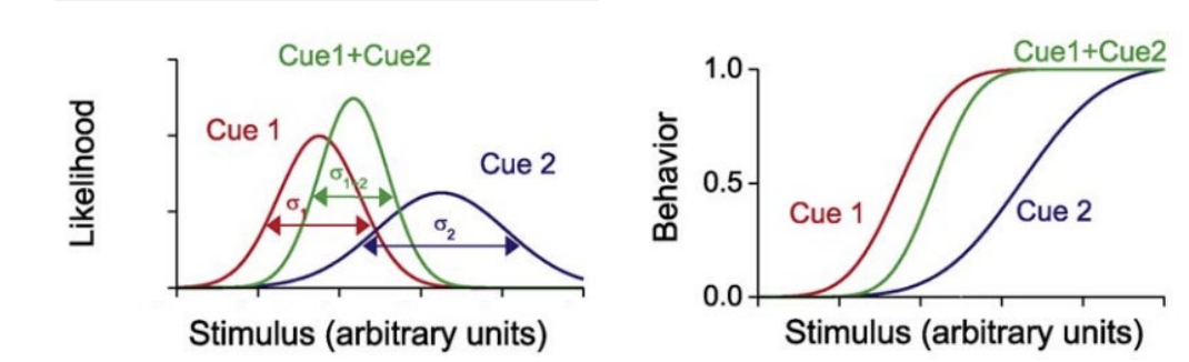 <p>the mean of the joint estimate is a weighted sum of the single modality estimates (biased to more precise cue)</p><p>reduction in the uncertainty of the joint estimate</p><p>joint estimate has a new equivalence point with relative precision of the single modality cues</p><p>reduction in uncertainty of the joint estimate (combined modality) also leads to a steeper psychometric curve that is biased to one cue</p>