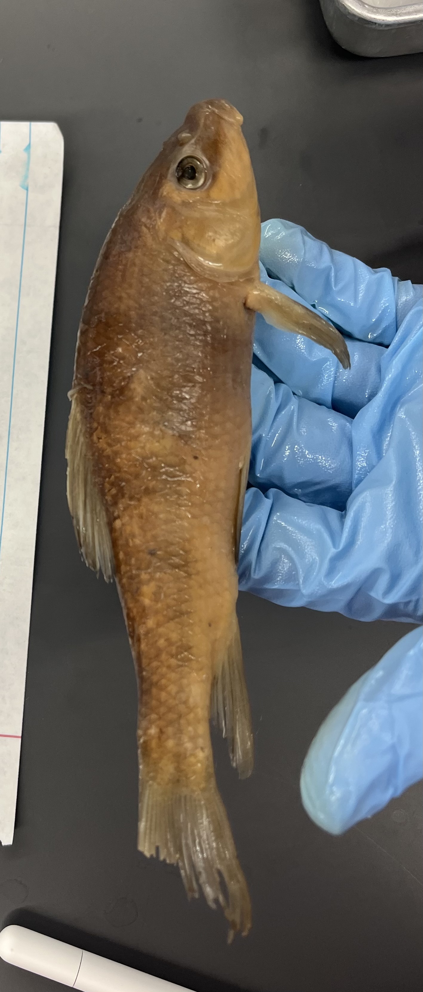 <p>Small</p><p>Black band</p><p>No black spot</p><p>Chub body</p><p>No lateral line</p><p>Fleshy lined lip</p><p>Black mold looking fins</p>