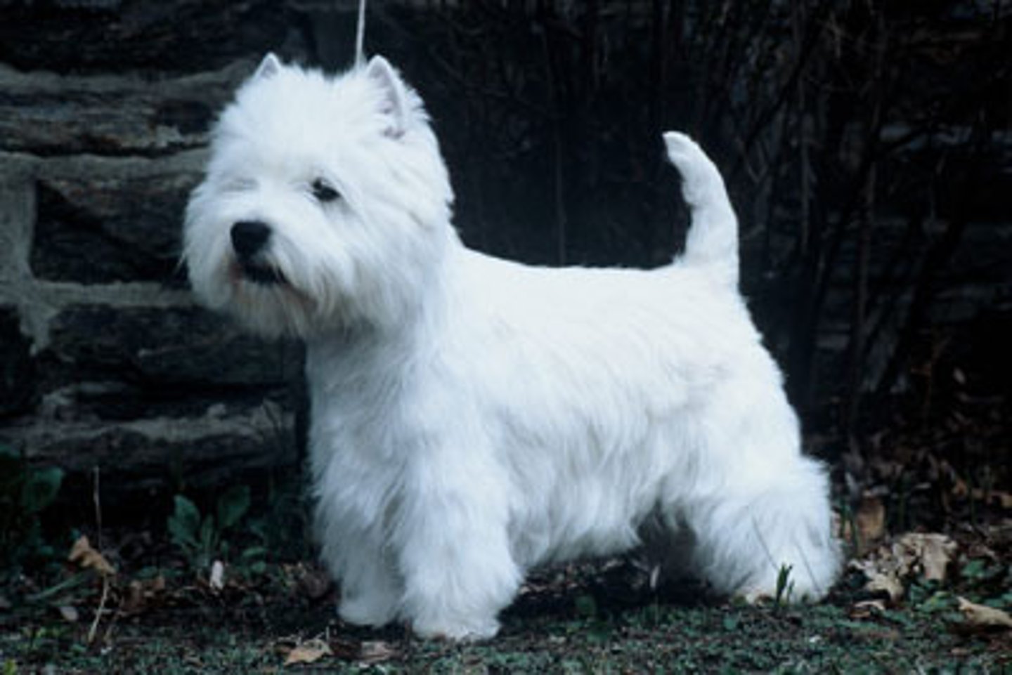 <p>white</p>