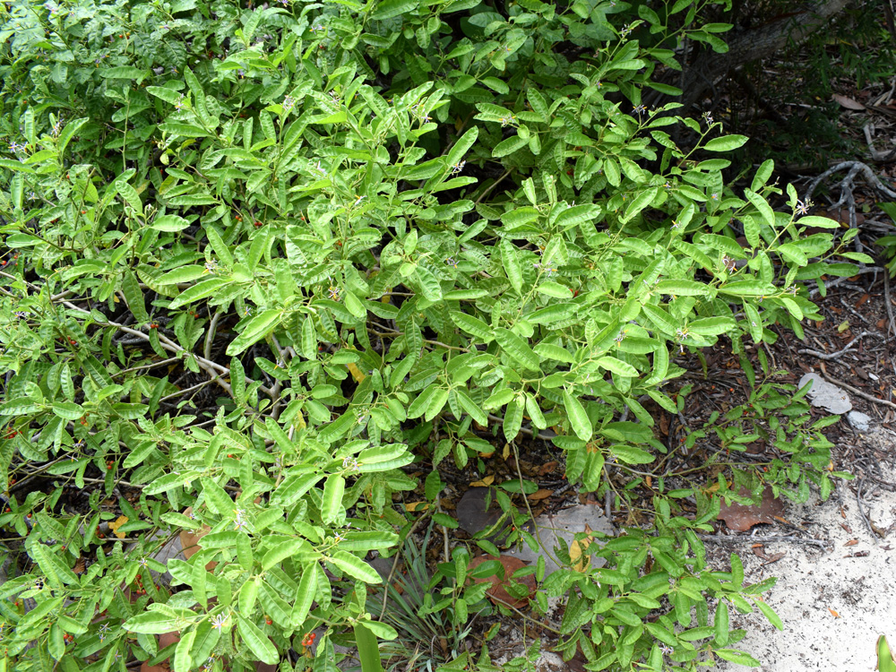 <p>Bahama Nightshade*</p><p>Bright red berries and small purple flowers, leaves are scratchy to the touch</p>