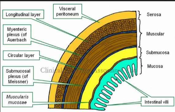 knowt flashcard image