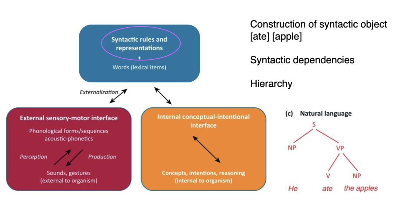 <p><strong>Merge</strong> is a fundamental operation in syntax that:</p><ul><li><p class=""><strong>Combines two elements</strong> (like words or phrases) into a new <strong>syntactic unit</strong></p></li><li><p class="">Is the building block of <strong>syntactic structure</strong></p></li></ul><p class="">Example:</p><ul><li><p class="">[ate] + [apple] → [ate apple]</p></li><li><p class="">This forms <strong>hierarchical structure</strong>, not just a linear string</p></li></ul><p></p><p><strong>Aspects</strong>:</p><ol><li><p class=""><strong>Creates syntactic objects</strong> (like sentences or phrases)</p></li><li><p class="">Allows for <strong>syntactic dependencies</strong> (ex. subject-verb agreement, word order)</p></li><li><p class="">Supports <strong>hierarchical</strong> sentence structure</p></li></ol><p class=""></p><p class="">Integration with Language System </p><ul><li><p class="">Merge operates within the <strong>syntactic module</strong> (blue box)</p></li><li><p class="">It interfaces with:</p><ul><li><p class=""><strong>Conceptual-intentional system</strong> (meaning/thoughts)</p></li><li><p class=""><strong>Sensory-motor system</strong> (spoken/written/sign language)</p></li></ul></li></ul><p class=""></p>