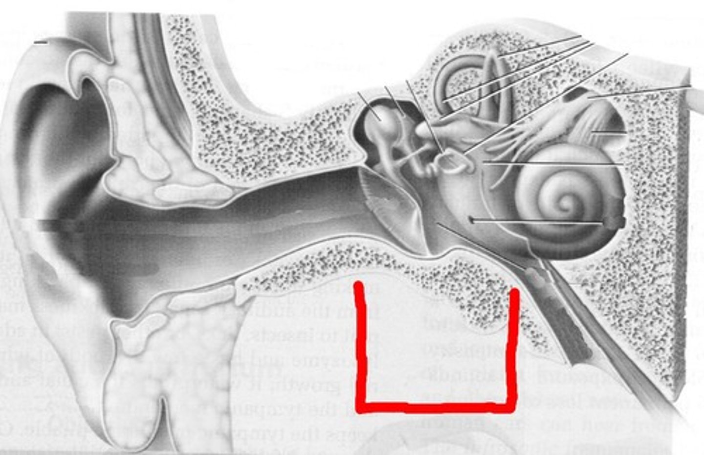 <p>conveys sound vibrations to the oval window</p>