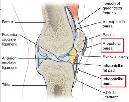 <p>thin connective tissue sac with lubricating fluid</p><p>located outside of synovial joint </p>