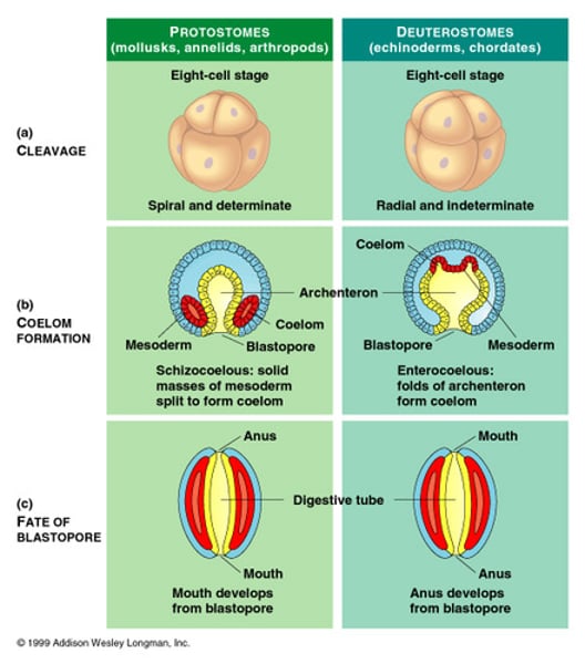 <p>Animals in which the blastopore becomes the anus during early embryonic development (anus develops before mouth)</p>