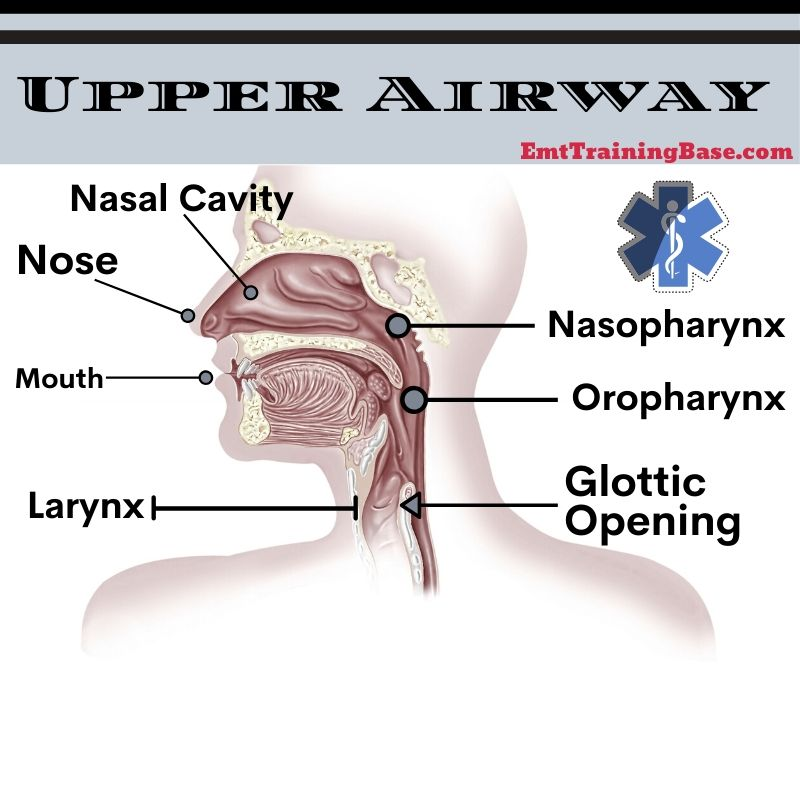 <p>Nasal cavity, Sinuses, Nose, Mouth, Pharynx, Larynx, Nasopharynx, Osopharynx, Glottic Opening. </p>