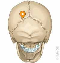 <p>Small, flat bone found between the flat bones of the skull.</p>