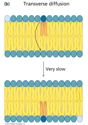 <p>Need to transport POLAR head through the hydrophobic tails to get to the other side = significant energy barrier</p>