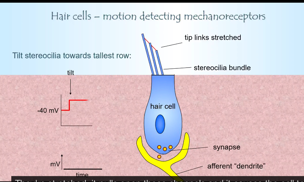 <p></p><ul><li><p>Endolymph is the fluid that surrounds the stereocilia of hair cells in the inner ear</p></li><li><p>It is found in the cochlear duct, semicircular canals, utricle, and saccule</p></li><li><p>It has an unusual ionic composition:<br></p><ul><li><p>Very high K⁺</p></li><li><p>Very low Na⁺</p></li></ul></li></ul><p></p><ul><li><p>It is electrically positive relative to the inside of the hair cell</p></li></ul><p></p><p>This environment is what makes hair-cell mechanotransduction possible.</p><p></p><p></p><p><strong>Where the ion channels are</strong></p><ul><li><p>Mechanically gated ion channels are located at the tips of stereocilia</p></li><li><p>These channels are physically attached to tip links</p></li><li><p>Tip links connect shorter stereocilia to taller ones</p></li></ul><p></p><p>So movement of the bundle directly pulls on the channels.</p><p></p><p></p><p><strong>What happens at rest</strong></p><ul><li><p>Tip links are under slight tension</p></li><li><p>Some ion channels are partially open</p></li><li><p>K⁺ enters from the endolymph</p></li><li><p>Hair cell sits at about −40 mV</p></li><li><p>There is continuous low-level glutamate release</p></li><li><p>The afferent neuron fires at a baseline rate</p></li></ul><p></p><p>This baseline allows signals to increase or decrease.</p><p></p><p><strong>Movement toward the tallest stereocilia (depolarisation)</strong></p><ul><li><p>Stereocilia bend toward the tallest row</p></li><li><p>Tip links are stretched</p></li><li><p>More mechanosensitive channels open</p></li><li><p>K⁺ flows from the endolymph into the stereocilia</p></li><li><p>K⁺ then travels down the stereocilia bundle into the hair cell body</p></li><li><p>Hair cell depolarises</p></li><li><p>Voltage-gated Ca²⁺ channels open at the base</p></li><li><p>More glutamate is released</p></li><li><p>Afferent firing rate increases</p></li></ul><p></p><p><strong>Movement toward the shortest stereocilia (hyperpolarisation)</strong></p><ul><li><p>Stereocilia bend away from the tallest row</p></li><li><p>Tip links become slack</p></li><li><p>Ion channels close</p></li><li><p>Less K⁺ enters from endolymph</p></li><li><p>Hair cell hyperpolarises</p></li><li><p>Less Ca²⁺ entry</p></li><li><p>Less glutamate released</p></li><li><p>Afferent firing rate decreases</p></li></ul><p></p><p></p><p></p><ul><li><p><span>Endolymph surrounds only the stereocilia (apical end) of the hair cell</span></p></li><li><p><span>The cell body and synaptic base are bathed in perilymph (normal extracellular fluid, low K⁺)</span></p></li></ul><p></p><p><span>So functionally:</span></p><ul><li><p><span>Apical side (stereocilia) → endolymph → K⁺ influx</span></p></li><li><p><span>Basal side → perilymph → Ca²⁺ entry + neurotransmitter release</span></p></li></ul><p></p>