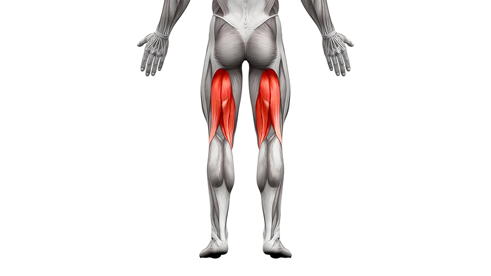 <p>Hamstrings</p>