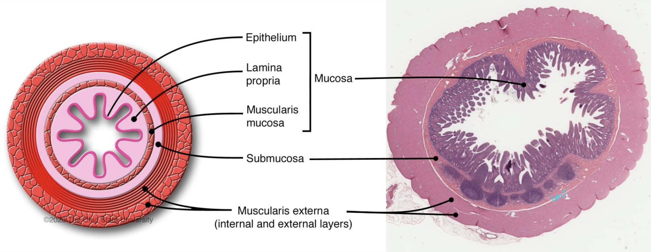 **The Small Intestine is divided into three segments, what are they?**