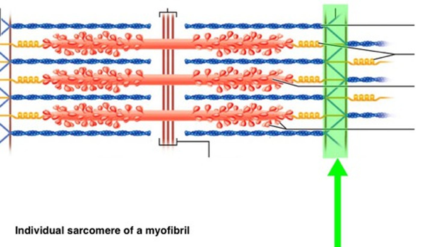 <p>provides anchorage for thin filaments and elastic filaments</p>