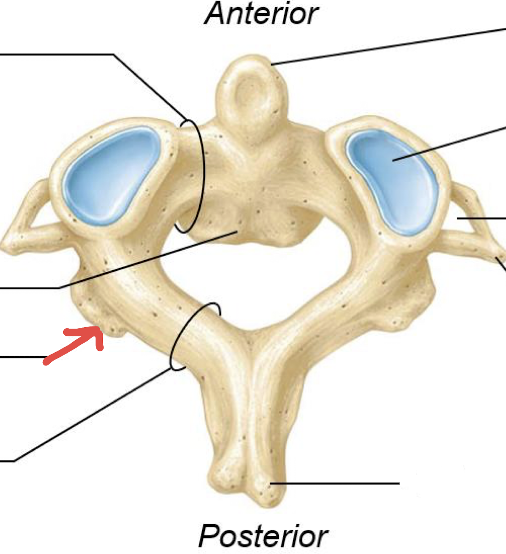 <p>what is this?</p>