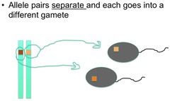 <p>the two members of any pair of alleles at a given locus separate and pass unchanged into different gametes</p>