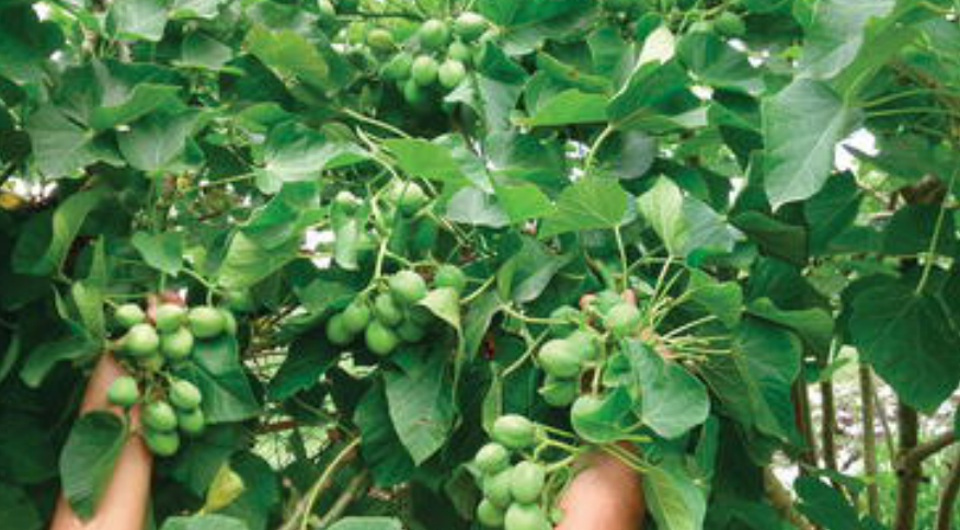 <p>Biological Origin: <strong><em>Jatropha curcas</em> L. (Euphorbiaceae)</strong></p><p>Common Name:<strong><u> Tubang-bakod</u></strong></p><p>Part used: <strong><u>Seeds (</u></strong><u>highest conc. of toxins)</u><strong><u>, </u>Leaves</strong></p><p>Medicinal use:</p><p><strong>● <u>Purgative (</u>due to ricinoleic acid, popular folkoric use)</strong></p><ul><li><p><strong><u>Biofuel</u></strong></p></li></ul><p>Secondary metabolites:</p><ul><li><p><strong><u>Toxin: Ricin</u></strong></p></li></ul>