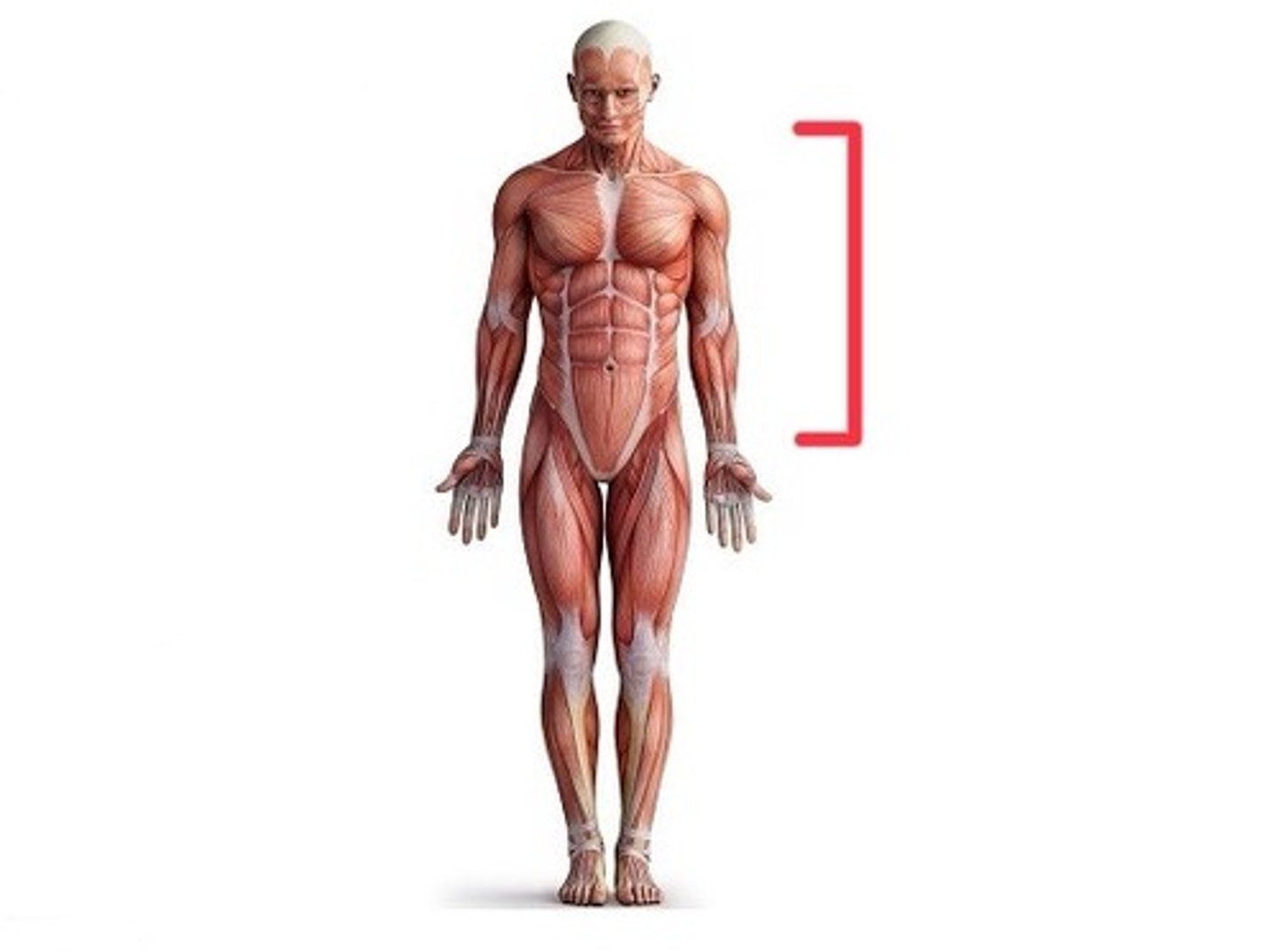 <p>Chest, abdomen, and pelvis region (base of the head to hips)</p>