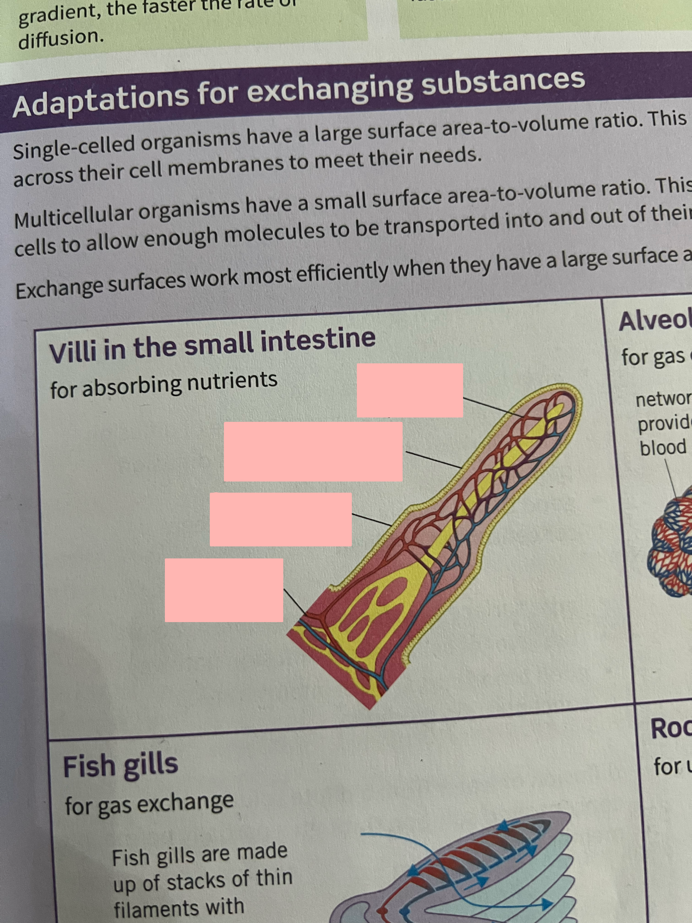 <p>Label exchange surface and adaptations</p>