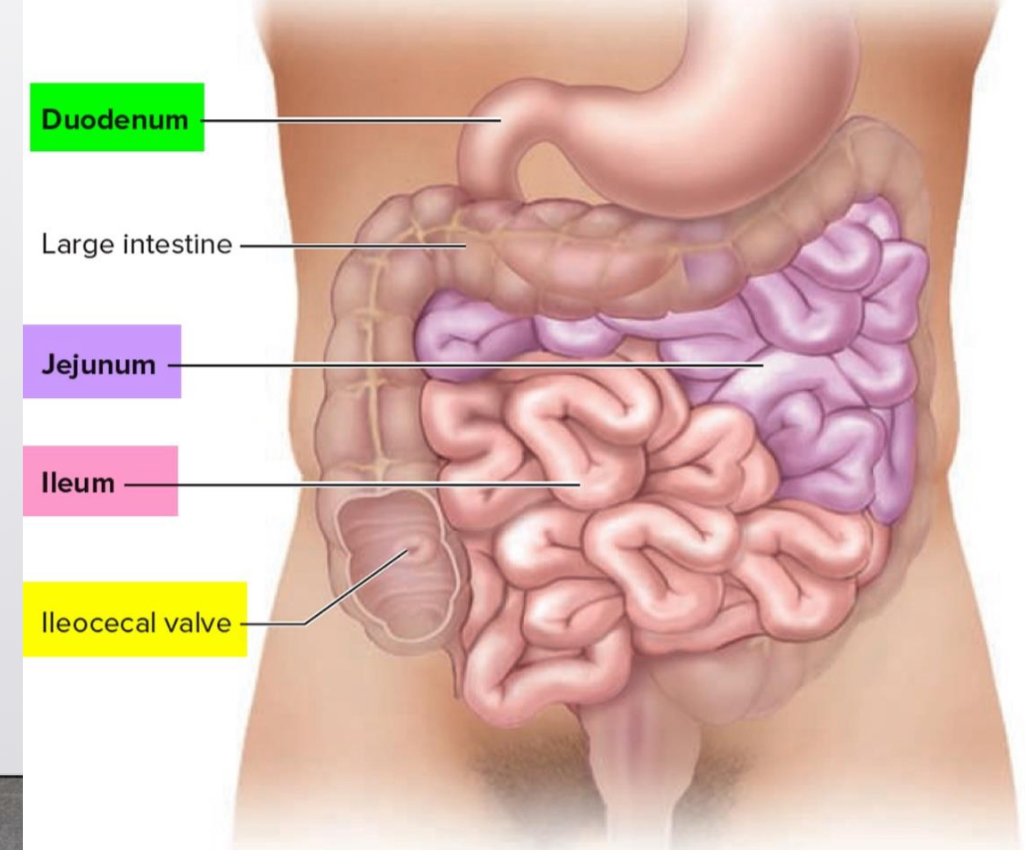 <p>The Small Intestine</p>