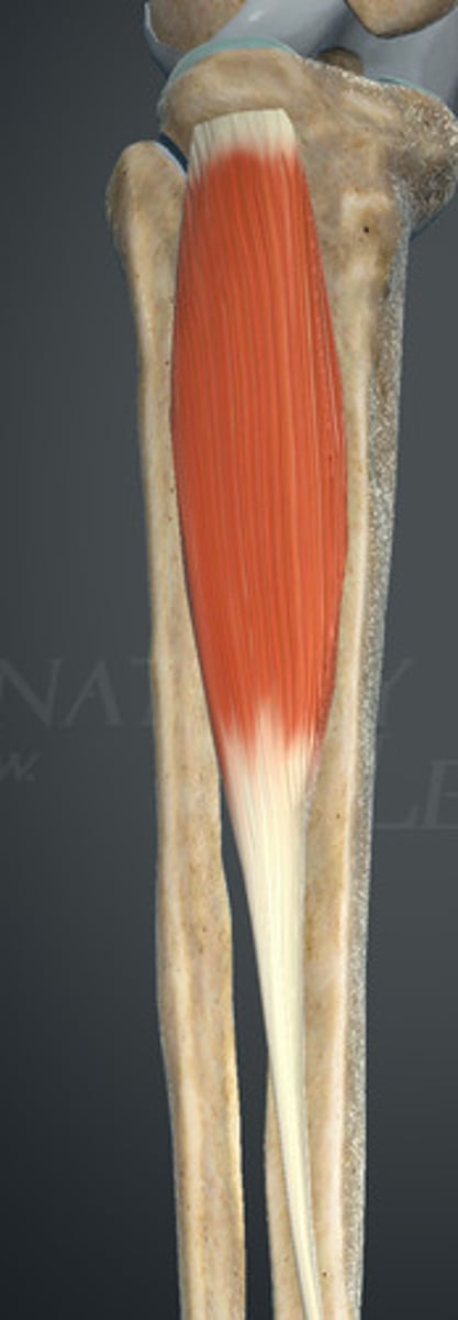 <p>1. kłykieć boczny kości piszczelowej</p><p>2. górna część powierzchni bocznej kości piszczelowej</p><p>3. błona międzykostna</p><p>4. powięź goleni</p>