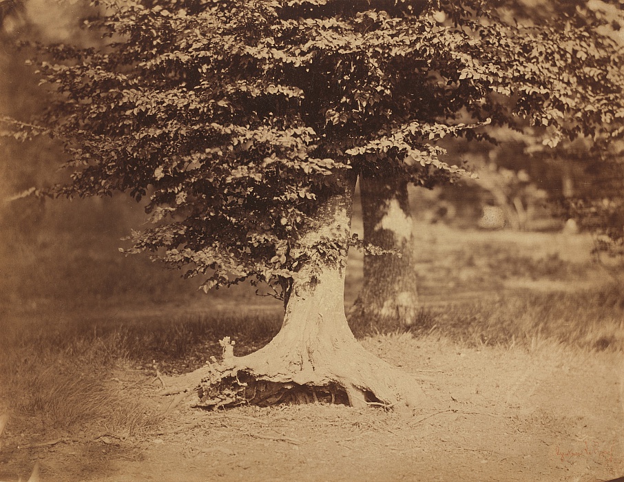 <p>photo , paysage </p>