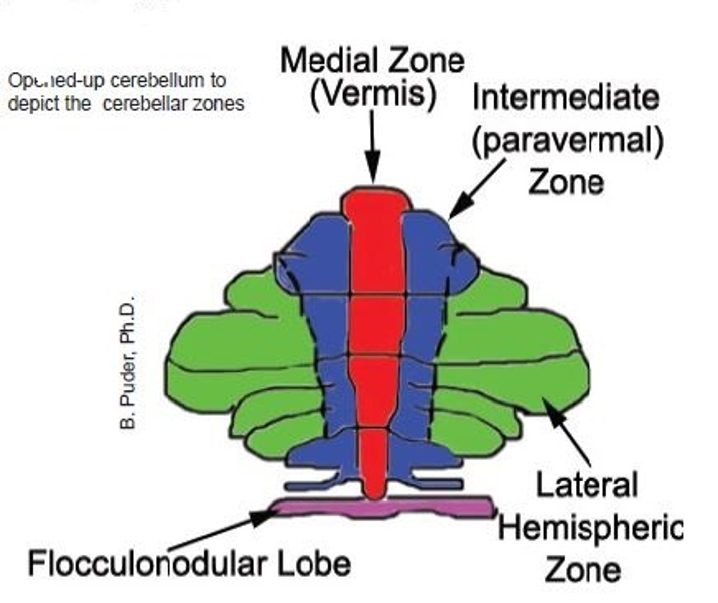 <p>- midline or vermis</p><p>- intermediate zone</p><p>- lateral hemispheres</p>