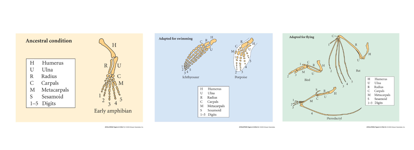 <ul><li><p>Found on Galapagos</p></li><li><p>Vestigial structures - structures inherited from common ancestor, but reduced in size/function</p><ul><li><p>Functional variations present in related species</p></li></ul></li><li><p>Some structures are modifications of pre-existing structures (ex. whale adaptations for swimming vs. bats for flying)</p></li><li><p>500 genes shared across <strong>all </strong>life</p></li></ul><p></p>
